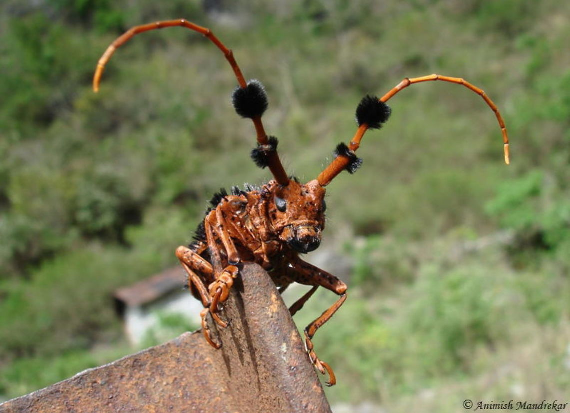 Long Horned Beetle (Aristobia horridula) Long Horned Beetle (Aristobia horridula) from Arunachal Pradesh. Not happy about the perch.                            Aristobia horridula,Geotagged,India,Spring