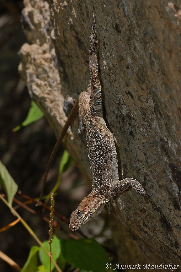 Kashmir Rock Agama (Laudakia tuberculata) A Beauty from western Himalaya Fall,Geotagged,India,Kashmir Rock Agama,Laudakia tuberculata