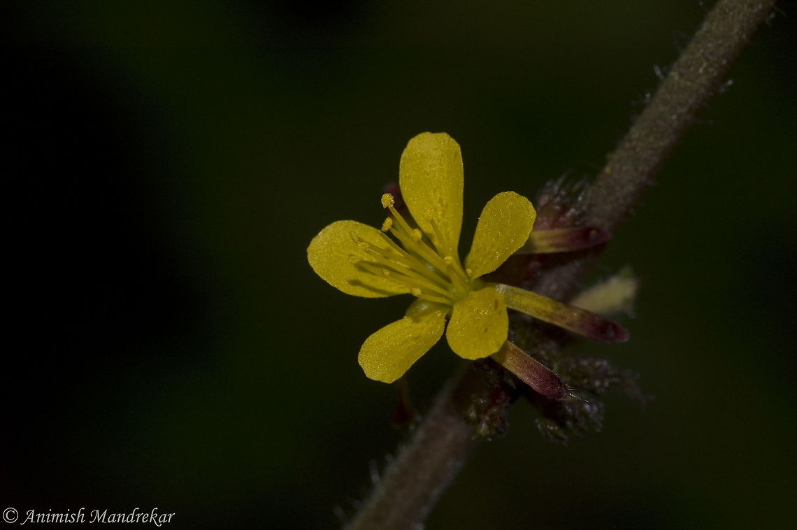 Burr Bush (Triumfetta rhomboidea) Plant with many medicinal properties Fall,Geotagged,India,Triumfetta rhomboidea