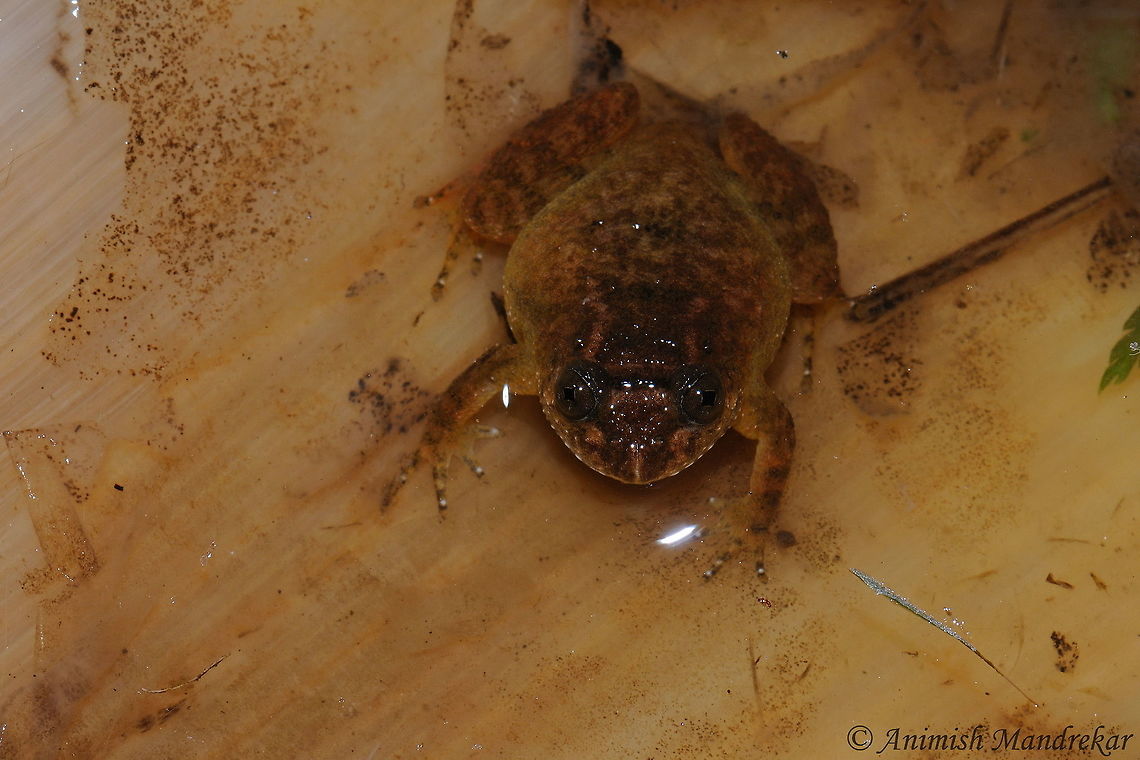 Kempholey Night Frog (Nyctibatrachus kempholeyensis) One more night frog from Western Ghat Geotagged,India,Kempholey night frog,Nyctibatrachus kempholeyensis,Summer