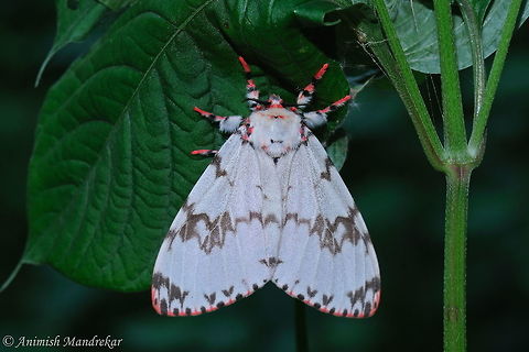Rosy gypsy moth (Lymantria mathura) Female of Rosy gypsy moth (Lymantria mathura) Fall,Geotagged,India,Lymantria mathura,Moth Week 2018