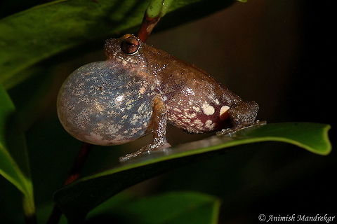 Bombay bubble-nest frog (Raorchestes bombayensis) Love the reflection on the leaf Geotagged,India,Raorchestes bombayensis