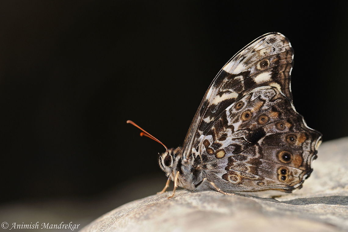 Veined Labyrinth (Neope pulaha)  Geotagged,India,Neope pulaha,Spring,Veined Labyrinth