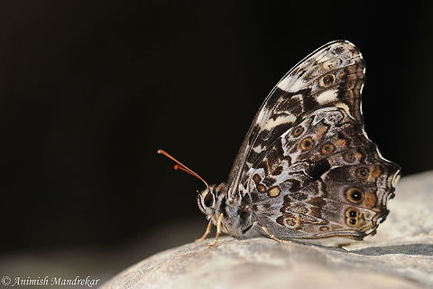 Veined Labyrinth (Neope pulaha)  Geotagged,India,Neope pulaha,Spring,Veined Labyrinth