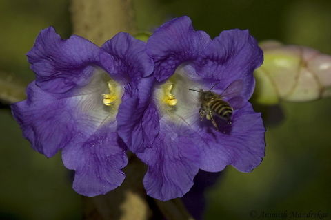 Karvy (Strobilanthes callosus) Shrub from western ghat which flowers once in 7 years. It is a magnificent sight to see entire forest blooming with this shrub. Fall,Geotagged,India,Strobilanthes callosa