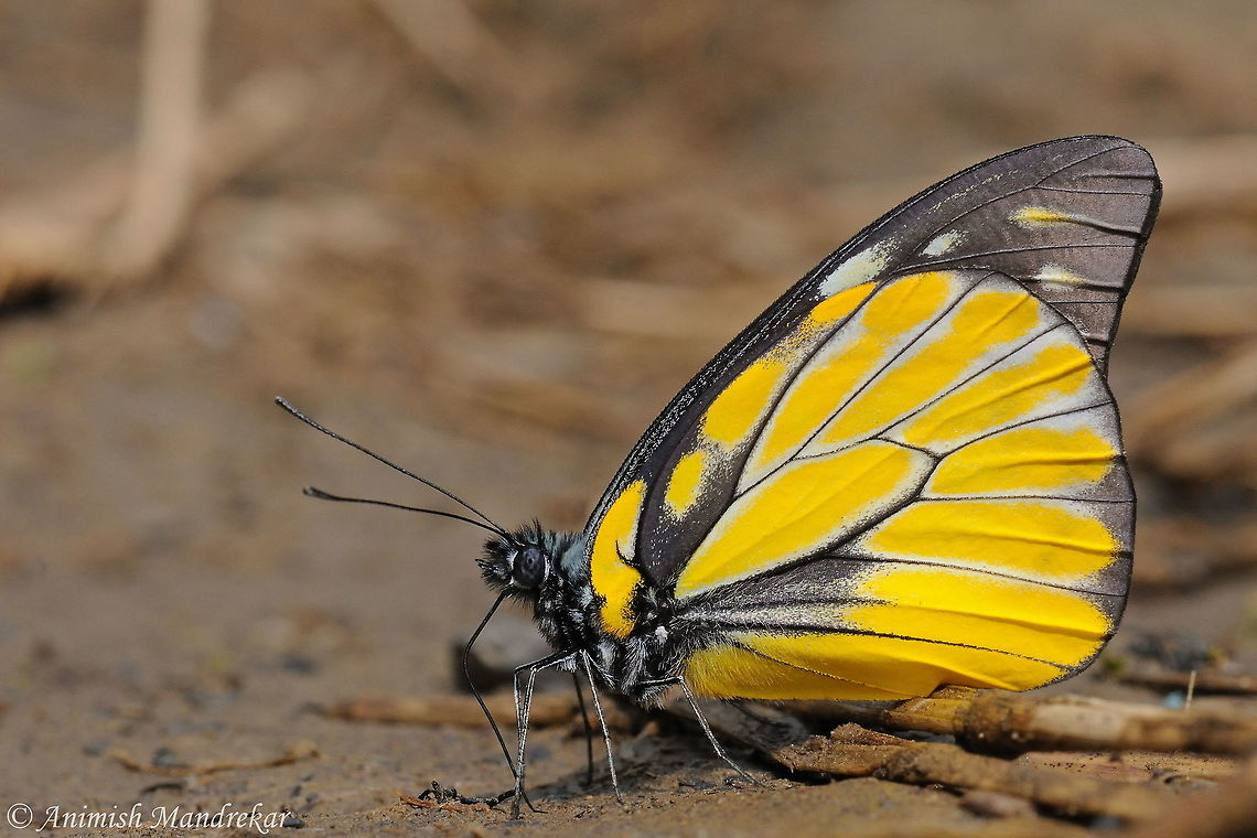 Spotted Sawtooth (Prioneris_thestylis)  Geotagged,India,Prioneris thestylis,Spotted Sawtooth,Spring