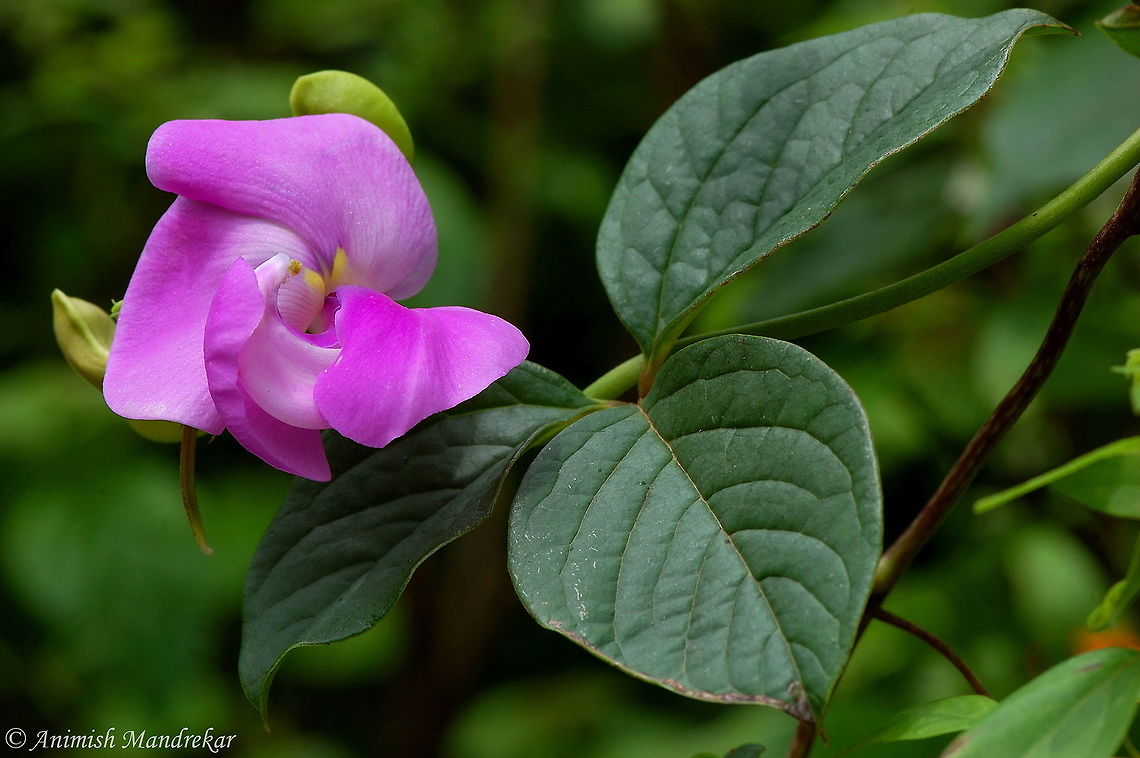 Jack Bean (Canavalia ensiformis)  Canavalia ensiformis,Geotagged,India
