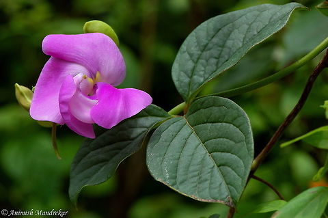 Jack Bean (Canavalia ensiformis)  Canavalia ensiformis,Geotagged,India