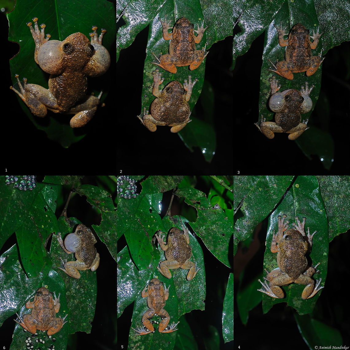 Men Will Be Always Men!!!!!! We see many humorous advertisement on the behavior of men in the society and joke shared on Whats-up and Facebook on the same topic. Though giving this topic a different flavor and observing the same behavior in wildlife and looking at its benefits. Not joking but its a proven fact.<br />
I love to observe nature closely and one such fine opportunity came to me this monsoon. I joined my friend who is studying frogs in Western Ghats. I particularly was interested in observing Night Frogs and distinct parental care shown by the male frog, unlike of human male.<br />
We were exploring the steams in Mavinagundi, in Uattar Kannada, a place which is couple of kms. away from famous Jog water fall. <br />
Nyctibatrachus jog, as the name suggest the night frog named after the famous Jog Waterfall.<br />
1. The male was calling load to attract female in the region who were very silent. A very unusual behavior or I would say next to impossible thing seen in human females.<br />
2. The males had success in attracting a mate by his charming vocal sacs. They are also called as wrinkled frog as one can see the wrinkled skin on its back.<br />
3. The male of Jog night frog wanted to be very sure that his love was completely spell bound by his charms and kept on calling and blowing his sacs.<br />
4. Patience always pays off. The male got his prize and without wasting any time he embraced his love. The amplexus lasted for few minutes.<br />
5. After externally fertilizing the eggs, the male got separated from the female. One can see the newly laid eggs in the hind limbs of the female Jog night frog.<br />
6. Now here is we don't see that they happily lived ever with their off-springs. Now there is twist in the story. The male Jog night frog started calling again to attract other females. I don't know what must be going through the mind of the female Jog night frog in the image.<br />
Jokes apart, this is how we see survival of the fittest being proved in nature once again. One can see a clutch of eggs in the top right corner of the image which has fairly developed tadpoles. This must be resulted by mating with a different female for sure. The females choose the best male to ensure their eggs get the genes of the best father available. Night frogs are known have a parental instinct of guarding their clutches.<br />
So now our male is in search of new female, so now I say once again Men Will Be Always Men!!!!!! Geotagged,India,Jog night frog,Nyctibatrachus jog,Summer