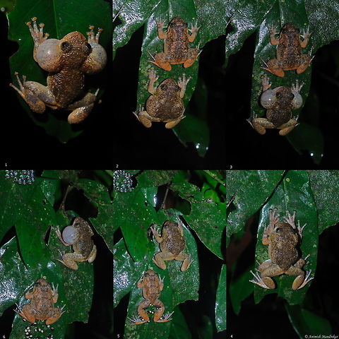 Men Will Be Always Men!!!!!! We see many humorous advertisement on the behavior of men in the society and joke shared on Whats-up and Facebook on the same topic. Though giving this topic a different flavor and observing the same behavior in wildlife and looking at its benefits. Not joking but its a proven fact.
I love to observe nature closely and one such fine opportunity came to me this monsoon. I joined my friend who is studying frogs in Western Ghats. I particularly was interested in observing Night Frogs and distinct parental care shown by the male frog, unlike of human male.
We were exploring the steams in Mavinagundi, in Uattar Kannada, a place which is couple of kms. away from famous Jog water fall. 
Nyctibatrachus jog, as the name suggest the night frog named after the famous Jog Waterfall.
1. The male was calling load to attract female in the region who were very silent. A very unusual behavior or I would say next to impossible thing seen in human females.
2. The males had success in attracting a mate by his charming vocal sacs. They are also called as wrinkled frog as one can see the wrinkled skin on its back.
3. The male of Jog night frog wanted to be very sure that his love was completely spell bound by his charms and kept on calling and blowing his sacs.
4. Patience always pays off. The male got his prize and without wasting any time he embraced his love. The amplexus lasted for few minutes.
5. After externally fertilizing the eggs, the male got separated from the female. One can see the newly laid eggs in the hind limbs of the female Jog night frog.
6. Now here is we don't see that they happily lived ever with their off-springs. Now there is twist in the story. The male Jog night frog started calling again to attract other females. I don't know what must be going through the mind of the female Jog night frog in the image.
Jokes apart, this is how we see survival of the fittest being proved in nature once again. One can see a clutch of eggs in the top right corner of the image which has fairly developed tadpoles. This must be resulted by mating with a different female for sure. The females choose the best male to ensure their eggs get the genes of the best father available. Night frogs are known have a parental instinct of guarding their clutches.
So now our male is in search of new female, so now I say once again Men Will Be Always Men!!!!!! Geotagged,India,Jog night frog,Nyctibatrachus jog,Summer