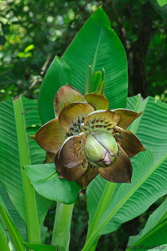 Ensete superbum Wild Banana species from Western Ghat Ensete superbum,Fall,Geotagged,India