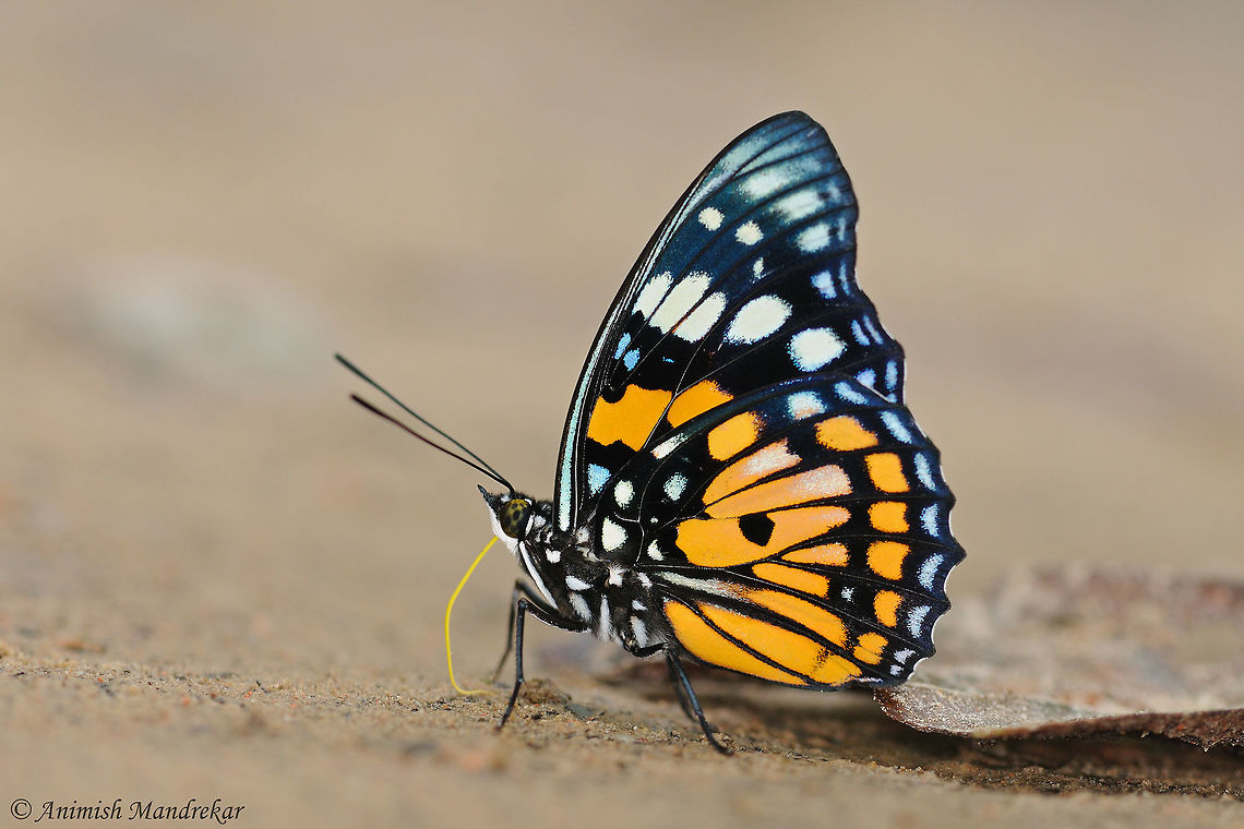 Eastern Courtier (Sephisa chandra) Eastern Courtier - Beauty from North east India. Easter Courtier,Geotagged,India,Sephisa chandra,butterfly