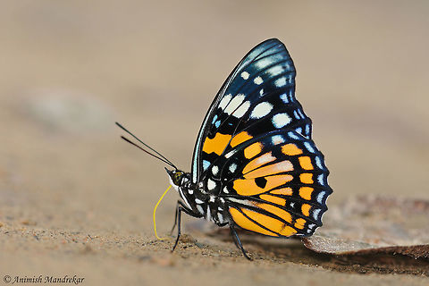 Eastern Courtier (Sephisa chandra) Eastern Courtier - Beauty from North east India. Easter Courtier,Geotagged,India,Sephisa chandra,butterfly