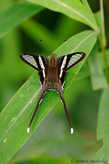 White Dragontail (Lamproptera curius) Captured this wishlist beauty from Gibbon Wildlife sanctuary Assam, from northeast India. Geotagged,India,Lamproptera curius,Spring,White Dragontail