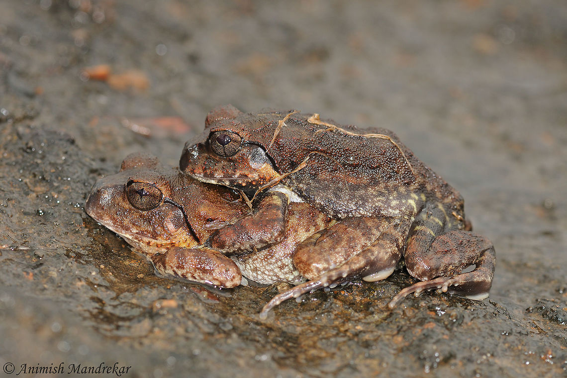 Indian Burrowing Frog (Sphaerotheca breviceps) Baby Makers - Shot in Sanjay Gandhi National Park, in the heart of metropolitan city of Mumbai.  Geotagged,India,Indian burrowing frog,Sphaerotheca breviceps,Spring