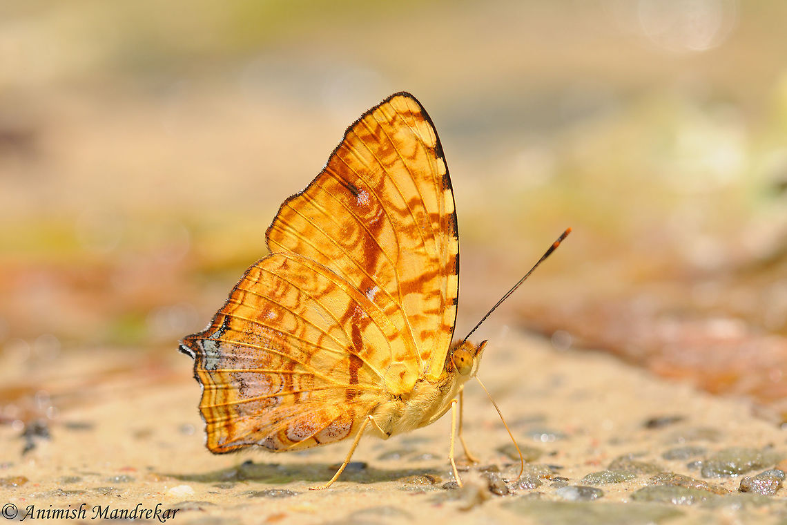 Northern Common Jester (Symbrenthia lilaea) From Gibbon Wildlife Sanctuary Assam, Northeast India. Common Jester,Geotagged,India,Spring,Symbrenthia lilaea