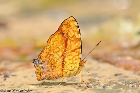 Northern Common Jester (Symbrenthia lilaea) From Gibbon Wildlife Sanctuary Assam, Northeast India. Common Jester,Geotagged,India,Spring,Symbrenthia lilaea