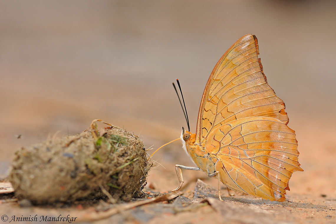 Yellow Rajah (Charaxes marmax) Yellow Rajah (Charaxes marmax) extracting nutrients from Leopard scat in Gibbon Wildlife Sanctuary Assam, Northeast India. Charaxes marmax,Geotagged,India,Spring,Yellow rajah