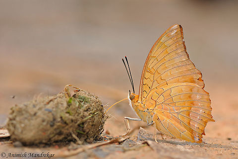Yellow Rajah (Charaxes marmax) Yellow Rajah (Charaxes marmax) extracting nutrients from Leopard scat in Gibbon Wildlife Sanctuary Assam, Northeast India. Charaxes marmax,Geotagged,India,Spring,Yellow rajah