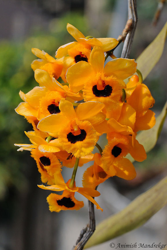 Fringed-lipped Dendrobium (Dendrobium fimbriatum) Fringed-lipped Dendrobium (Dendrobium fimbriatum) Dendrobium fimbriatum,Fringed-lipped Dendrobium,Geotagged,India,Spring