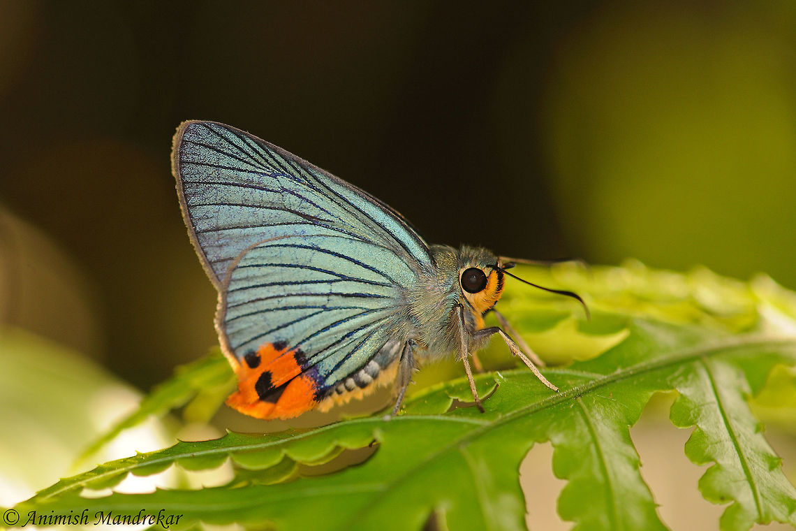 Indian Awlking (Choaspes benjaminii)  Choaspes benjaminii,Geotagged,India,Indian Awlking,Spring