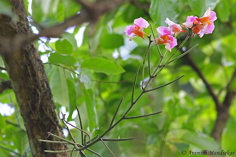 Cylindrical Vanda (Papilionanthe teres) Shot in Assam Norteast India Geotagged,India,Papilionanthe teres,Pencil Orchid