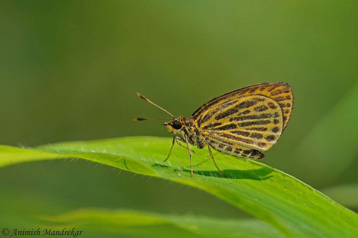Tiger Hopper (Ochus subvittatus)  Geotagged,India,Ochus subvittatus,Spring