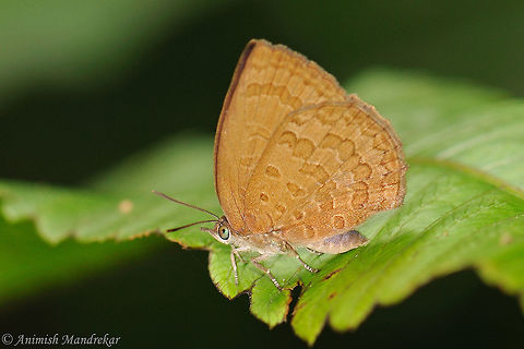 Hooked Oakblue (Arhopala paramuta)  Arhopala paramuta,Geotagged,India,Spring