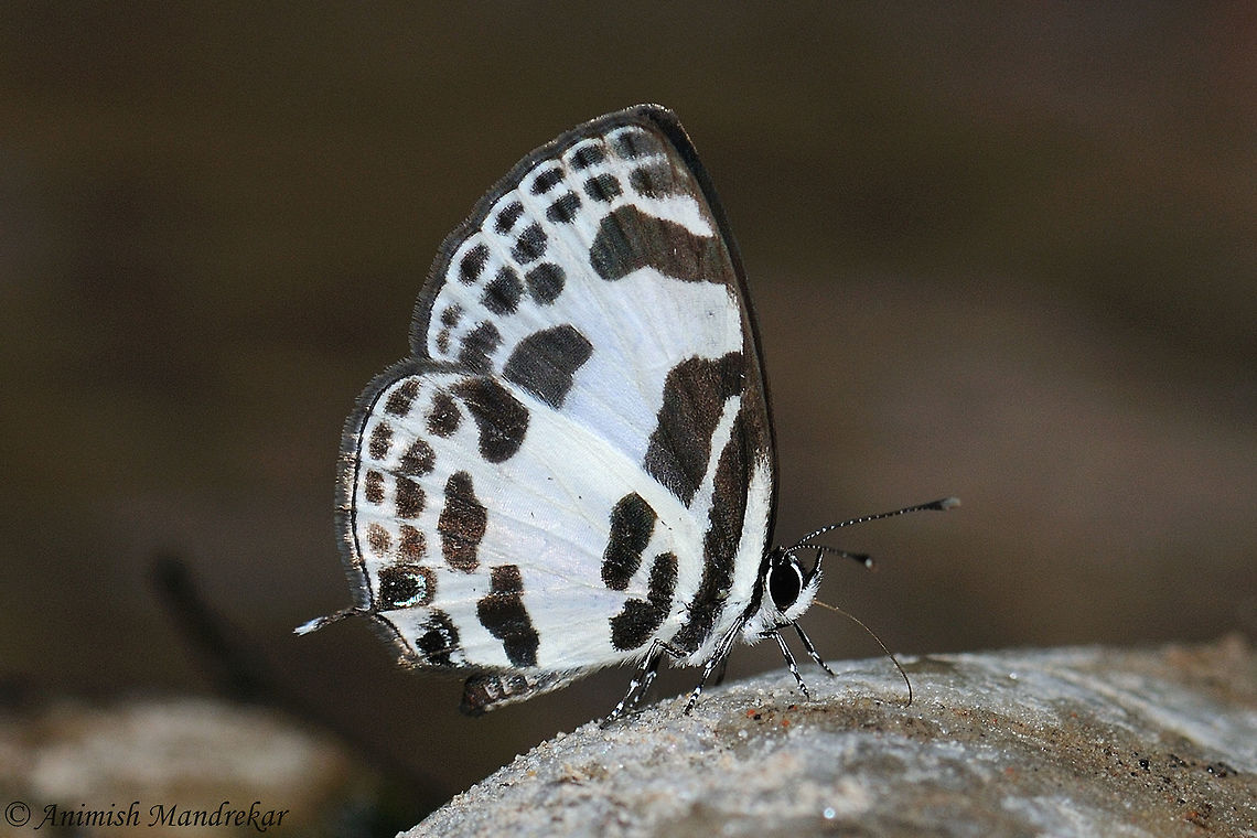 Banded Blue Pierrot (Discolampa ethion)  Banded Blue Pierrot,Discolampa ethion,Geotagged,India,Spring