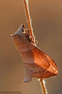 Lappet Moth (Metanastria sp.) Female of Lappet Moth basking in morning sunlight. Geotagged,India,Winter