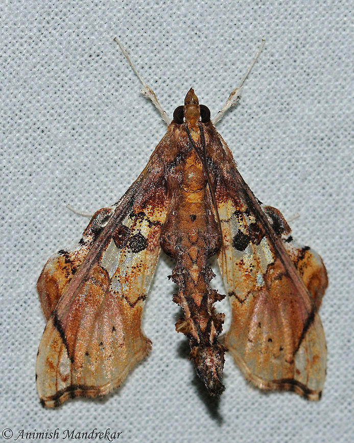 Terastia egialealis Shot in Chizami Nagaland North East India Geotagged,India,Moth Week 2018,Spring,Terastia egialealis
