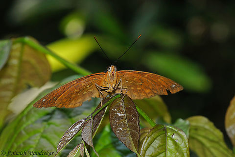 Dark Archduke (Lexias dirtea) For Dark Archduke, under wings are main identification characteristic which are dark in color. Geotagged,India,Lexias dirtea,Spring