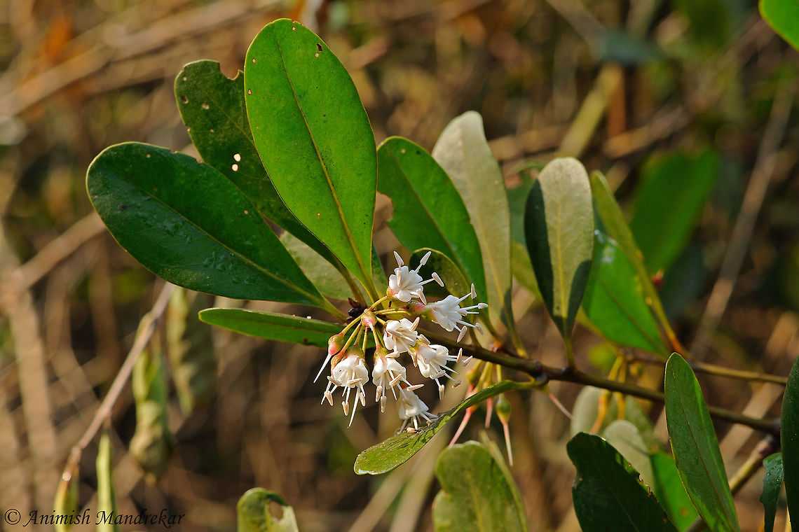 River Mangrove (Aegiceras corniculatum)  Aegiceras corniculatum,Geotagged,India,Winter