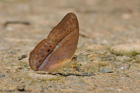Large Yeoman (Cirrochroa aoris)  Cirrochroa aoris,Geotagged,India,Spring,Tamil Yeoman