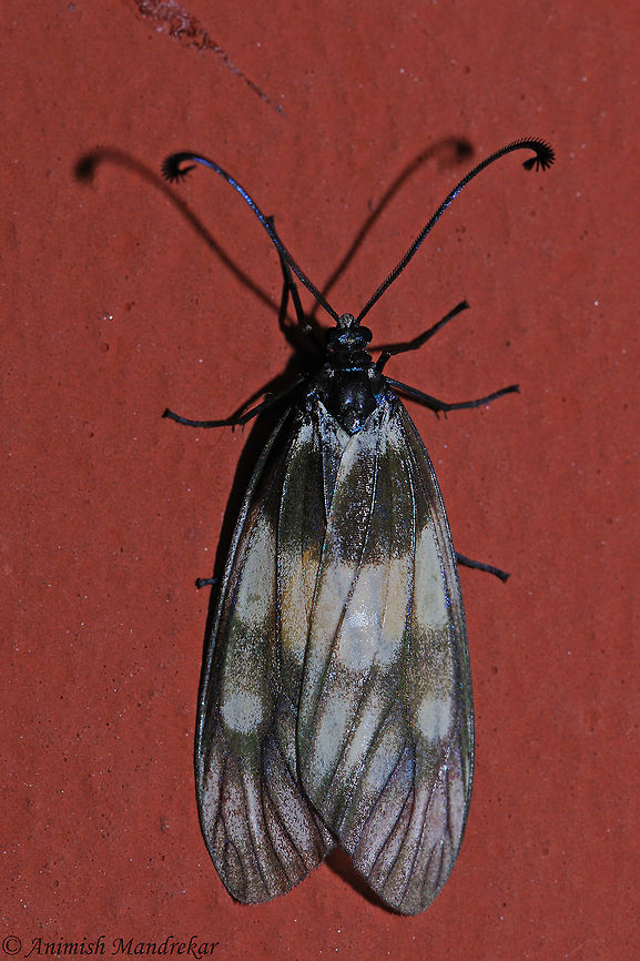 Eterusia aedea  Eterusia aedea,Geotagged,India,Spring