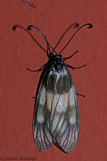 Eterusia aedea  Eterusia aedea,Geotagged,India,Spring