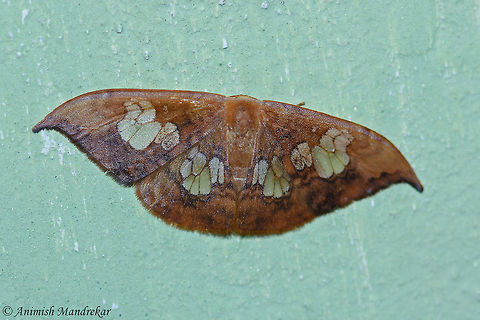 Agnidra specularia  Agnidra specularia,Geotagged,India,Spring