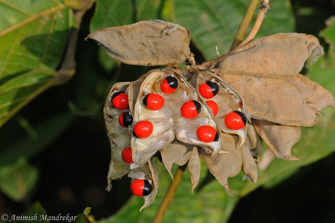 Crab's Eye (Abrus precatorius)  Abrus precatorius,Geotagged,India,Winter