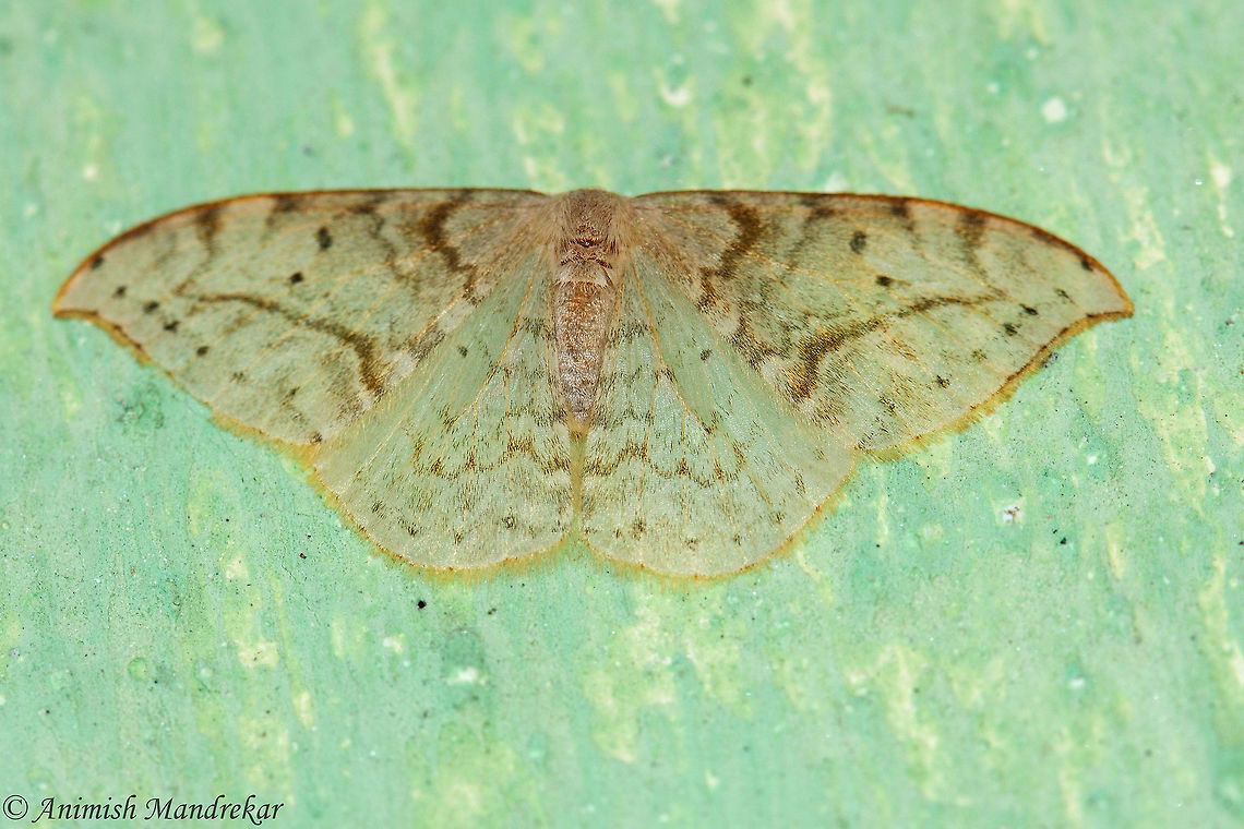 Drepana pallida  Drepana pallida,Geotagged,India,Spring