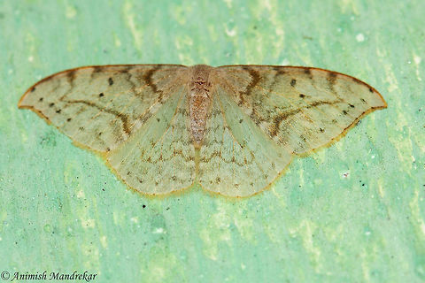 Drepana pallida  Drepana pallida,Geotagged,India,Spring