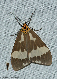 Nyctemera arctata  Geotagged,India,Nyctemera arctata,Spring