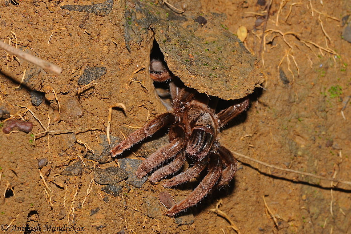 Robust Trapdoor Tarantula (Haploclastus validus) The genus Haploclastus is endemic to India and is represented by six species. One of the species H. validus Pocock, 1899 was described from Matheran and has remained poorly known in terms of its natural history and distribution. During recent surveys the species was for the first time found again since its description nearly 110 years ago. Based on the new material collected it is redescribed and data on its natural history and distribution are added. It is the first record of an Indian theraphosid spider, which closes its burrow with a trapdoor.<br />
<br />
The above information is from Journal of Threatened Taxa Geotagged,Haploclastus validus,India,Summer