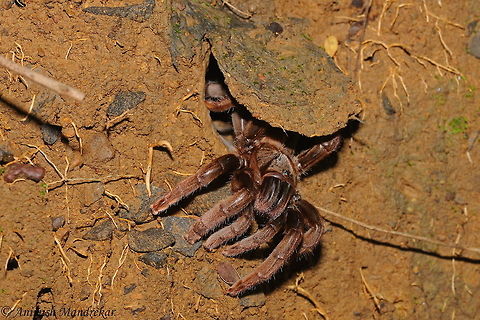 Robust Trapdoor Tarantula (Haploclastus validus) The genus Haploclastus is endemic to India and is represented by six species. One of the species H. validus Pocock, 1899 was described from Matheran and has remained poorly known in terms of its natural history and distribution. During recent surveys the species was for the first time found again since its description nearly 110 years ago. Based on the new material collected it is redescribed and data on its natural history and distribution are added. It is the first record of an Indian theraphosid spider, which closes its burrow with a trapdoor.

The above information is from Journal of Threatened Taxa Geotagged,Haploclastus validus,India,Summer