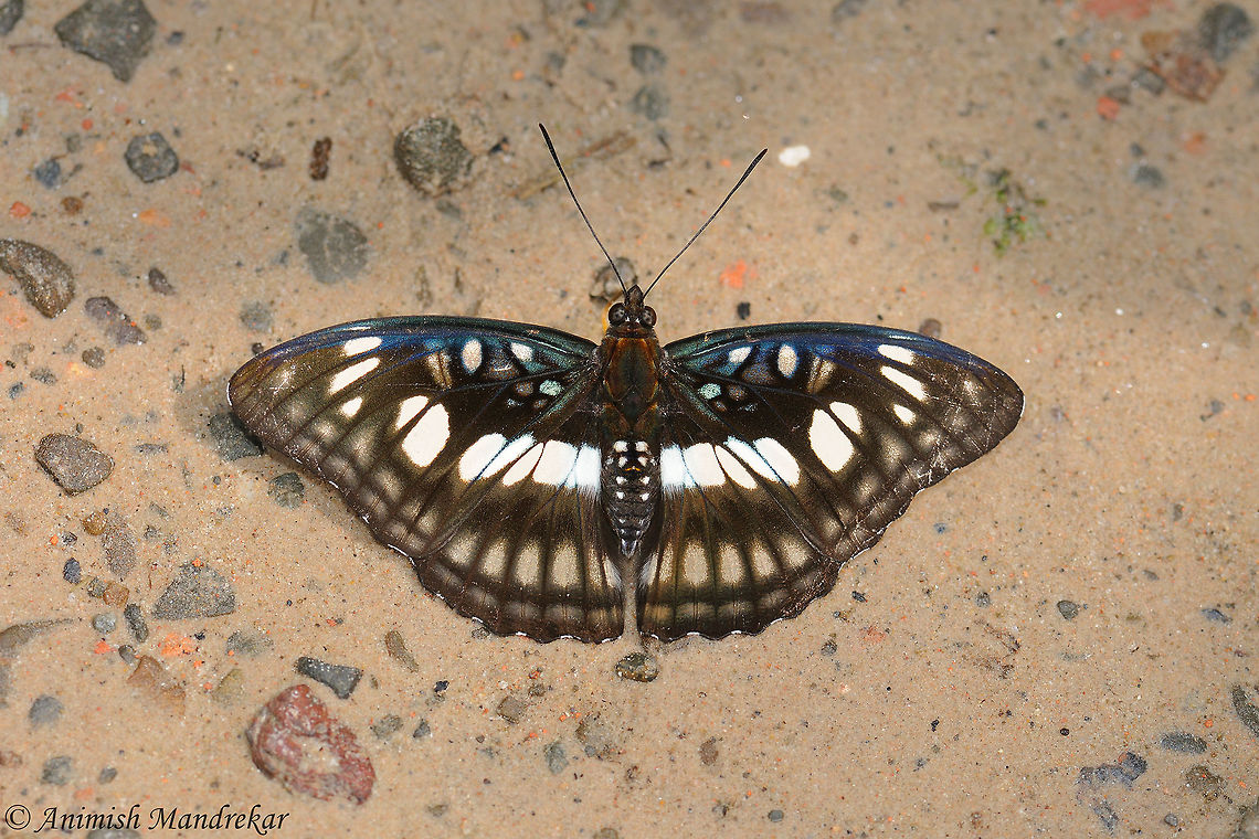 Blackvein Sergeant (Athyma ranga)  Athyma ranga,Blackvein Sergeant,Geotagged,India,Spring