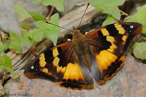 Golden Emperor (Dilipa morgiana)  Dilipa morgiana,Geotagged,India,Spring