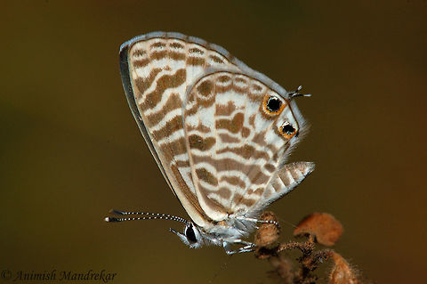 Zebra Blue (Leptotes plinius)  Geotagged,India,Tarucus plinius,Zebra Blue