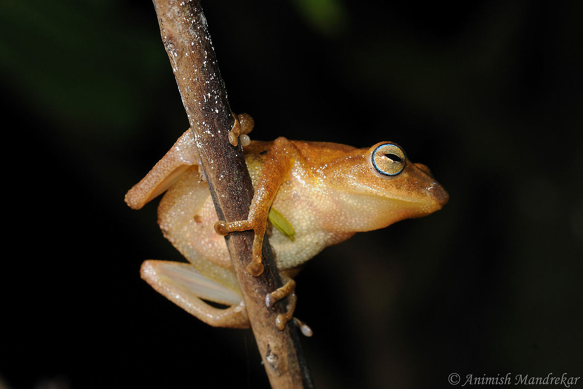 Coorg Yellow Frog (Raorchestes luteolus)  Geotagged,India,Raorchestes luteolus,Summer