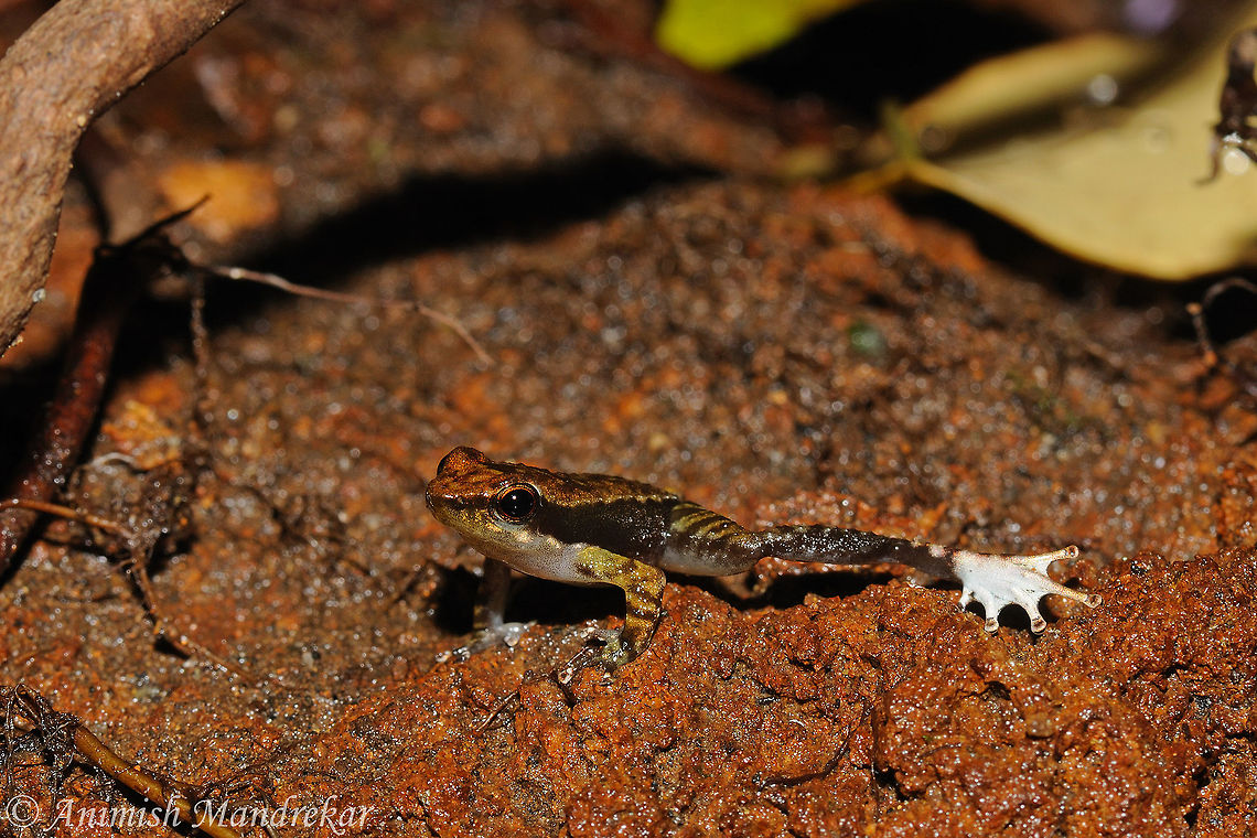 Micrixalus elegans Indian Dancing frog: Foot Flagging is observed as a unique behavior for attracting females Geotagged,India,Micrixalus elegans,Summer