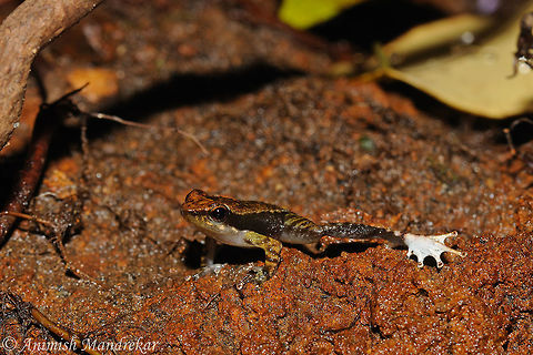 Micrixalus elegans Indian Dancing frog: Foot Flagging is observed as a unique behavior for attracting females Geotagged,India,Micrixalus elegans,Summer
