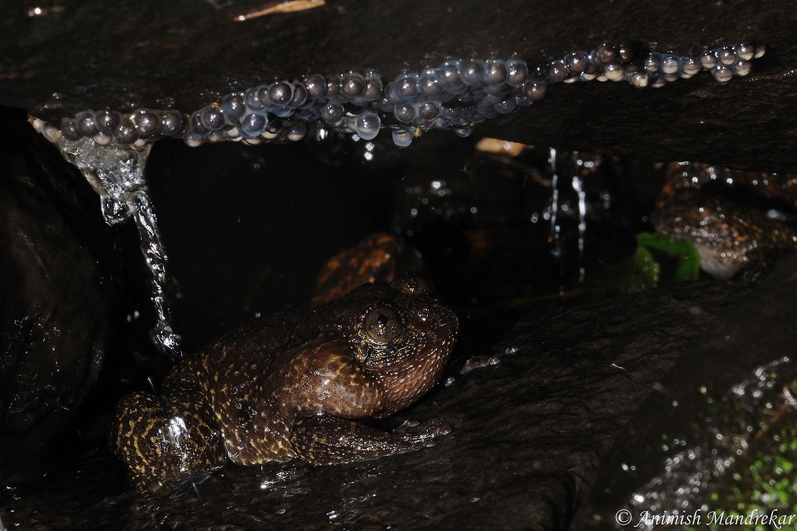 Wayanad Night Frog (Nyctibatrachus grandis) This night frog lays eggs on the roof of cervices of flowing steam.  Geotagged,India,Nyctibatrachus grandis,Summer